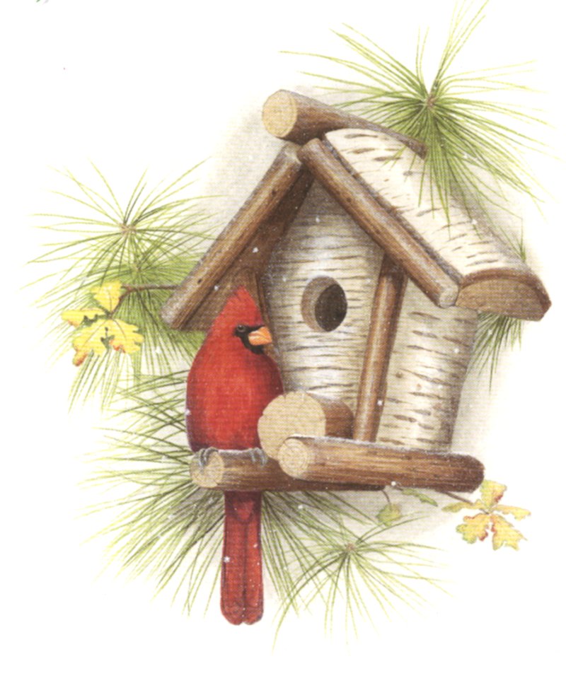 cardinal at home.jpg (114031 bytes)